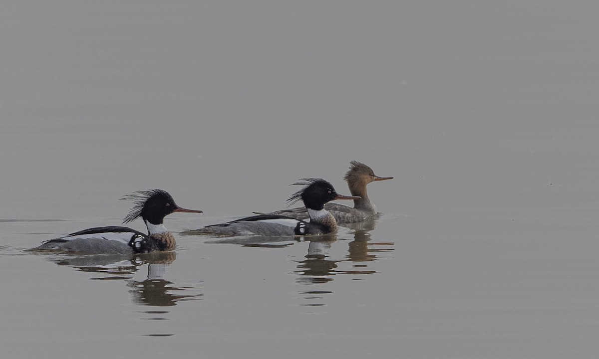 Red-breasted Merganser - Brad Heath