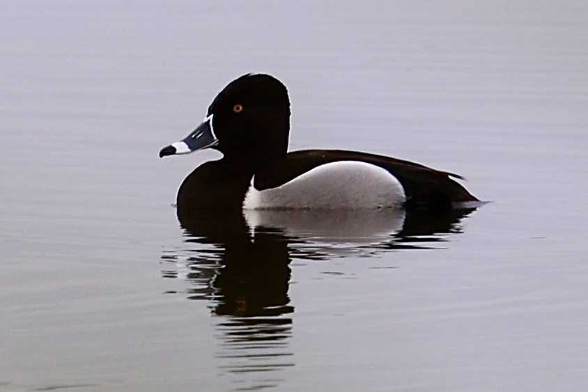 Ring-necked Duck - ML615996842