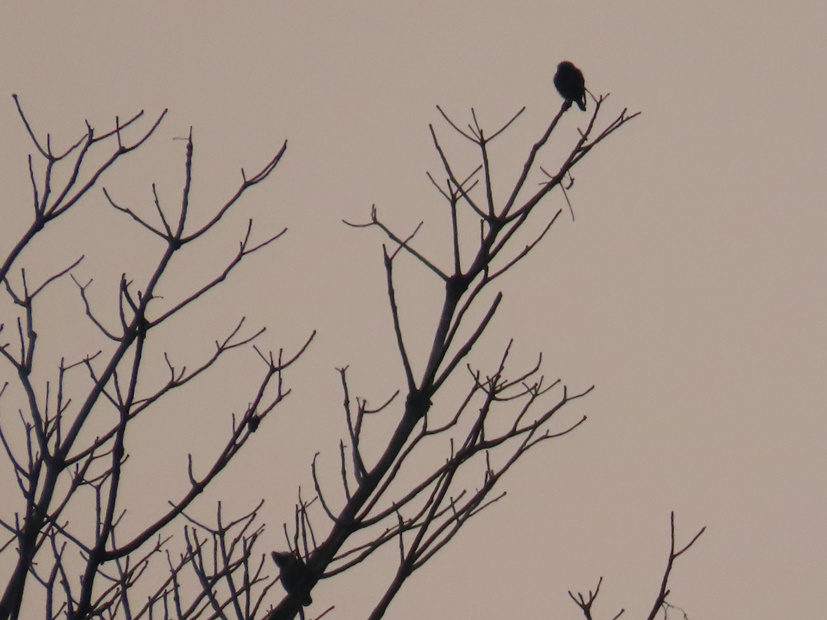 Heart-spotted Woodpecker - ML615996859