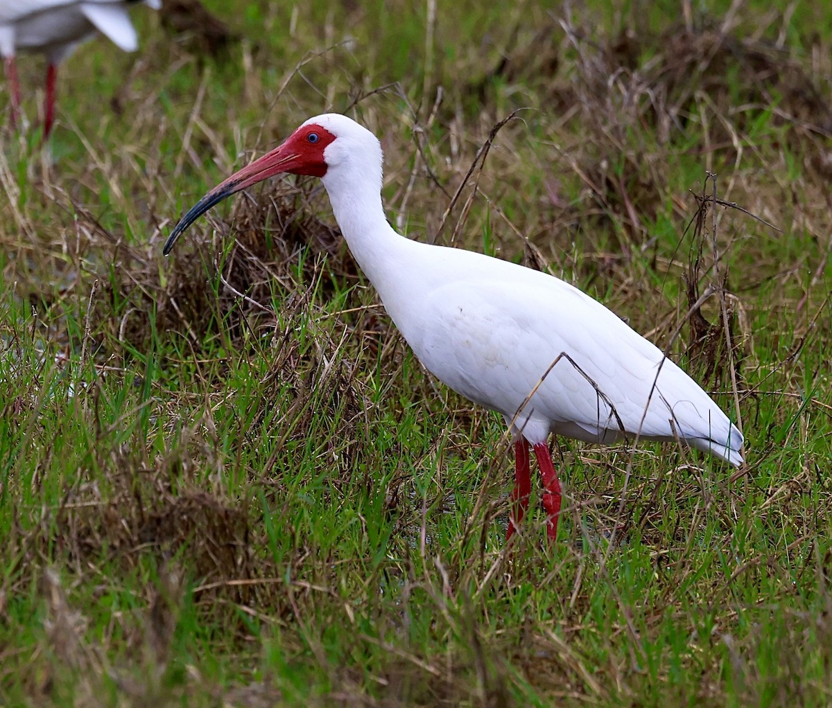 White Ibis - ML615996868