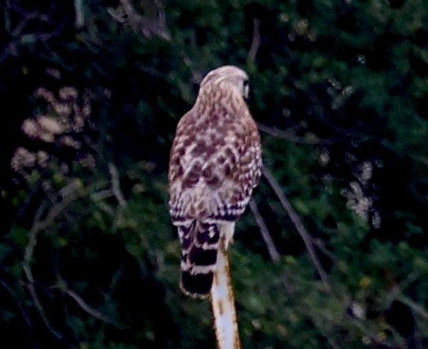 Red-shouldered Hawk - ML615996878