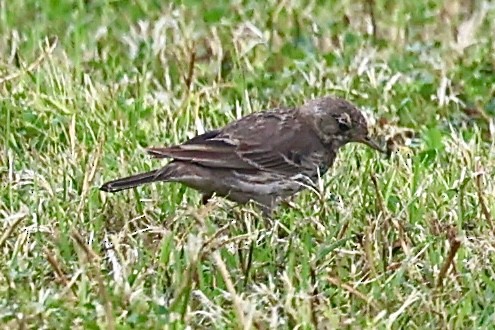 American Pipit - ML615996886