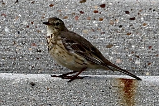 American Pipit - ML615996887