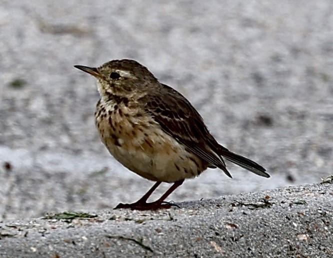 American Pipit - Dean Silvers