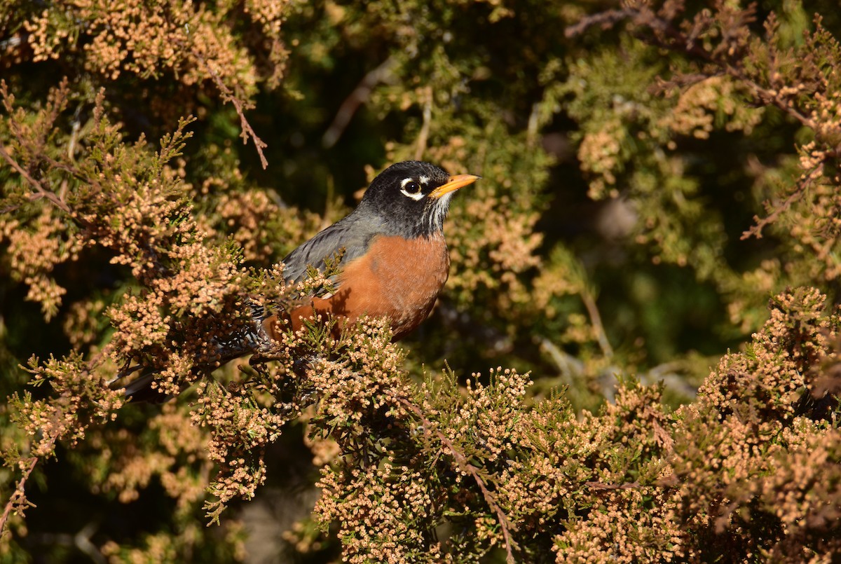 American Robin - ML615996900