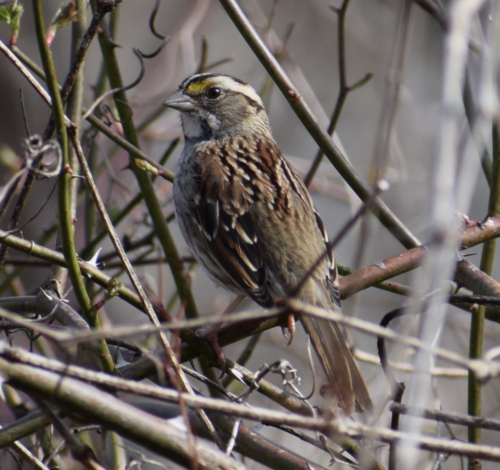 White-throated Sparrow - ML615996930