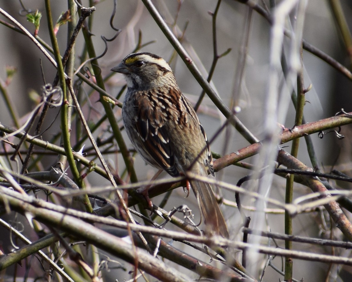 White-throated Sparrow - ML615996931