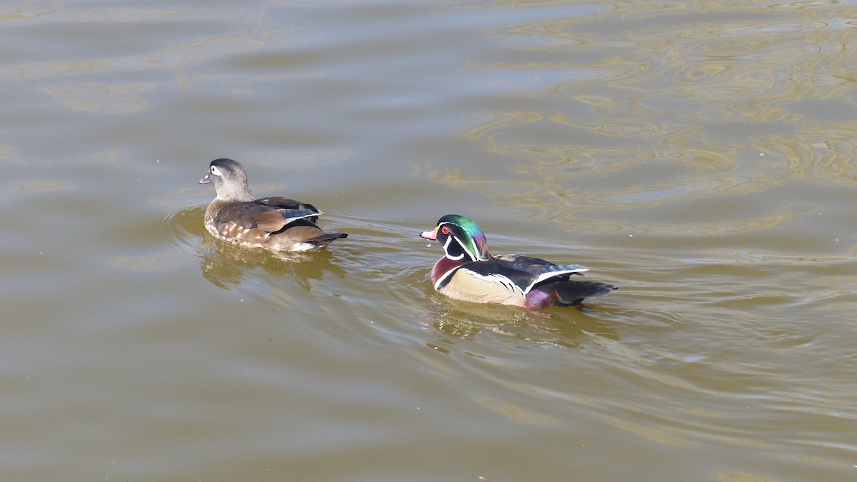 Wood Duck - ML615996932