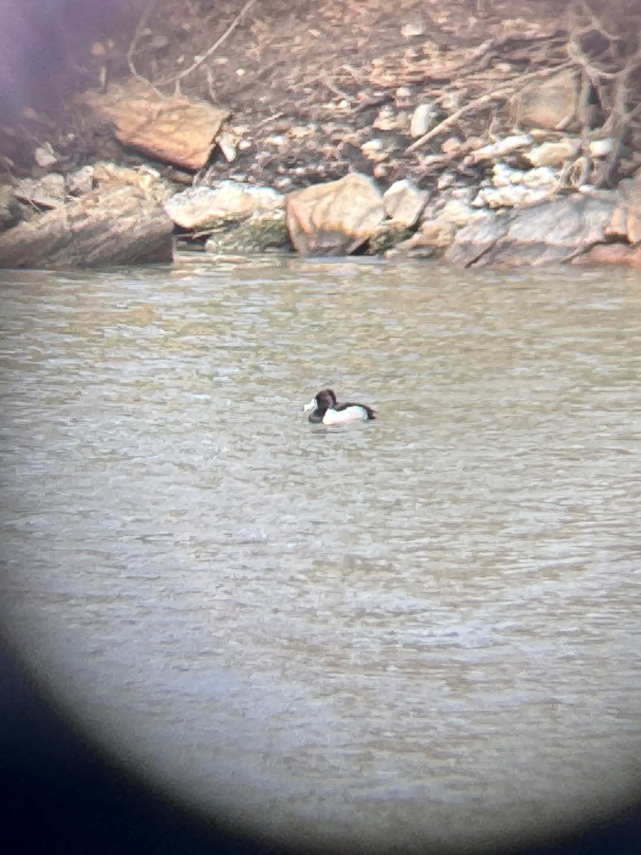 Ring-necked Duck - ML615996939