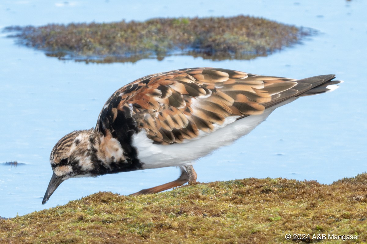 Ruddy Turnstone - ML615996941