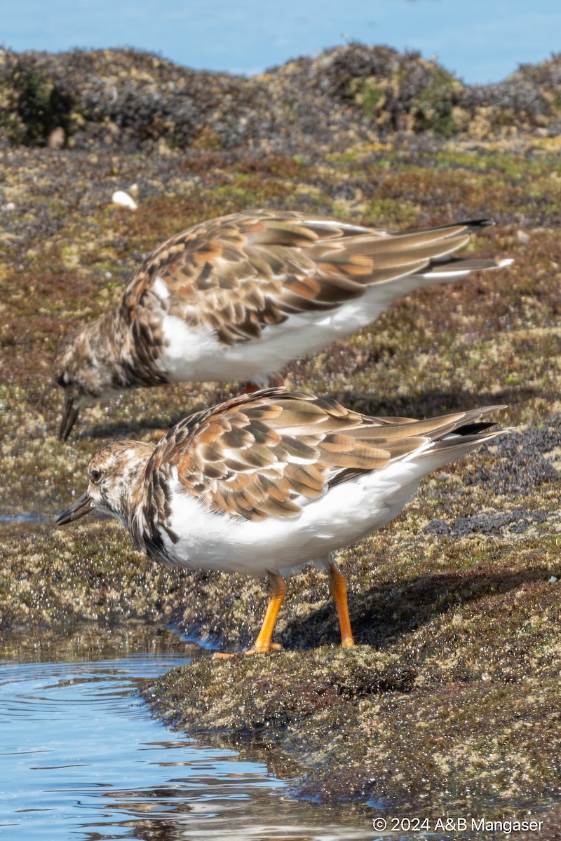 Ruddy Turnstone - ML615996942