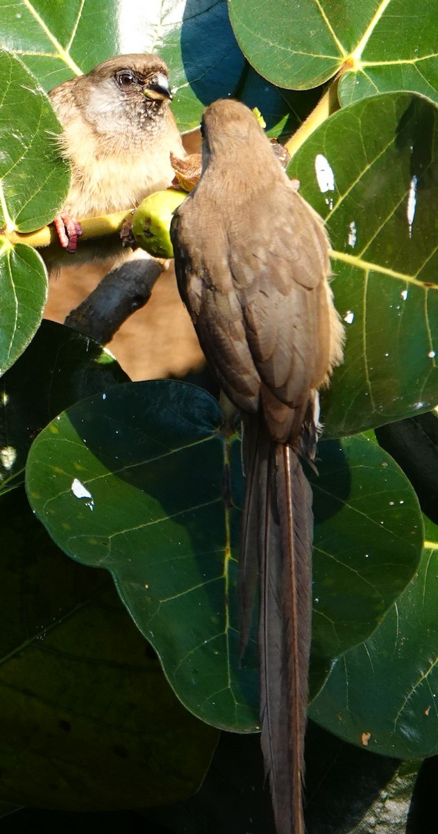 Speckled Mousebird - ML615996985