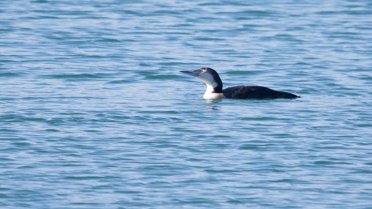 Plongeon huard - ML615996990