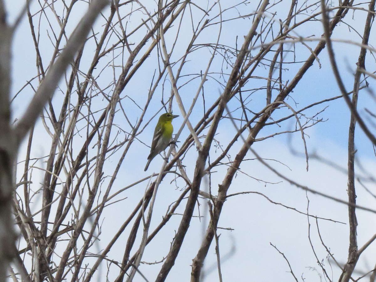 Yellow-throated Vireo - ML615997084