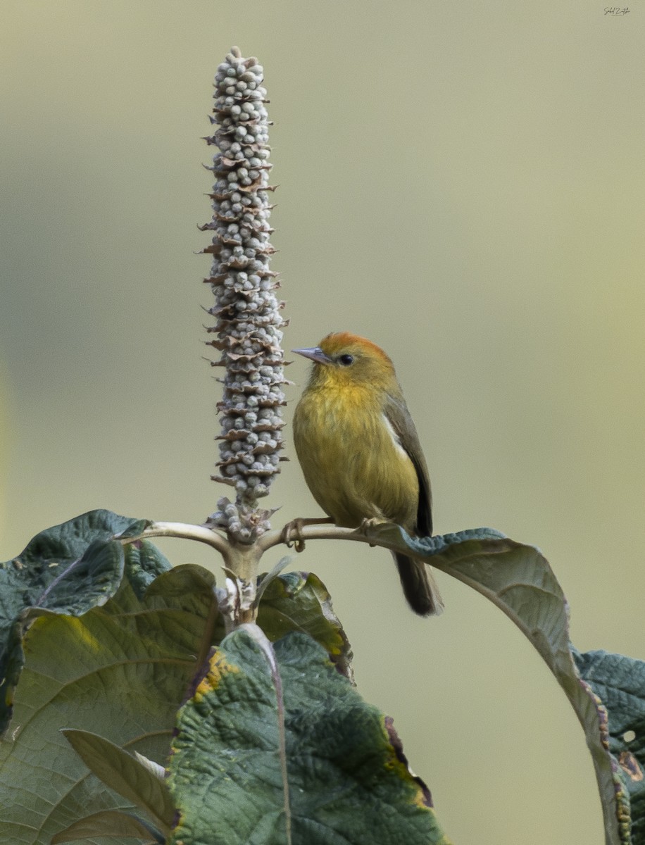 Rufous-capped Babbler - Sahil 🐧