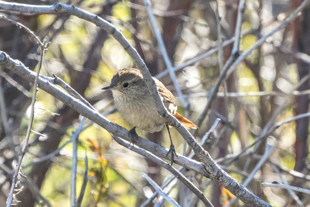 Sharp-billed Canastero - Jodi Boe