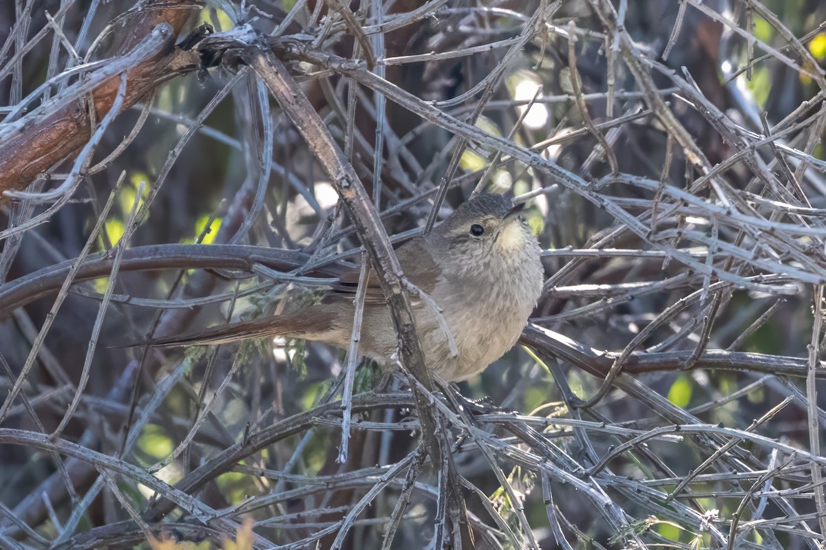 Sharp-billed Canastero - Jodi Boe