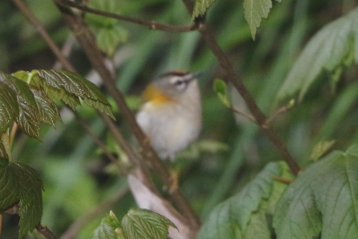 Madeira Firecrest - ML615997279