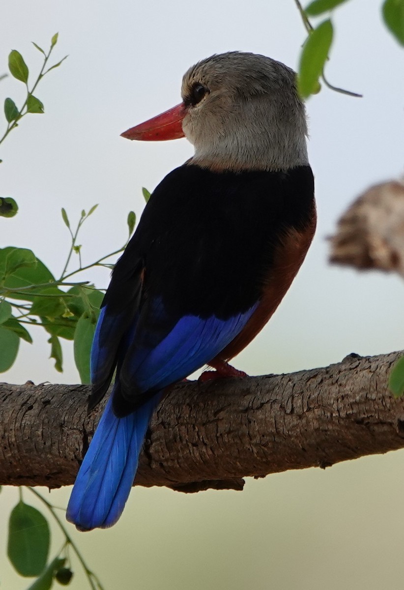 Gray-headed Kingfisher - ML615997314