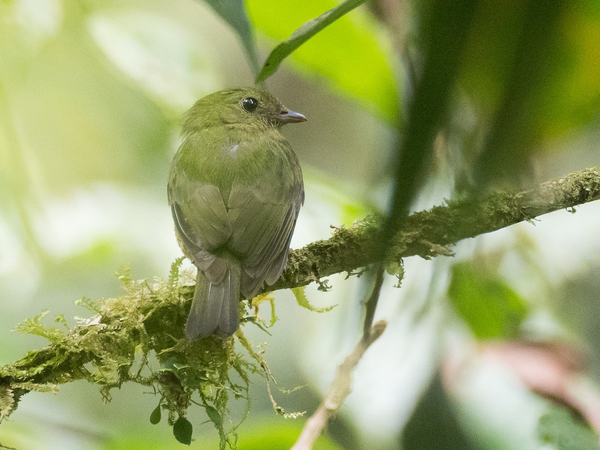 Green Manakin - Chris Fischer