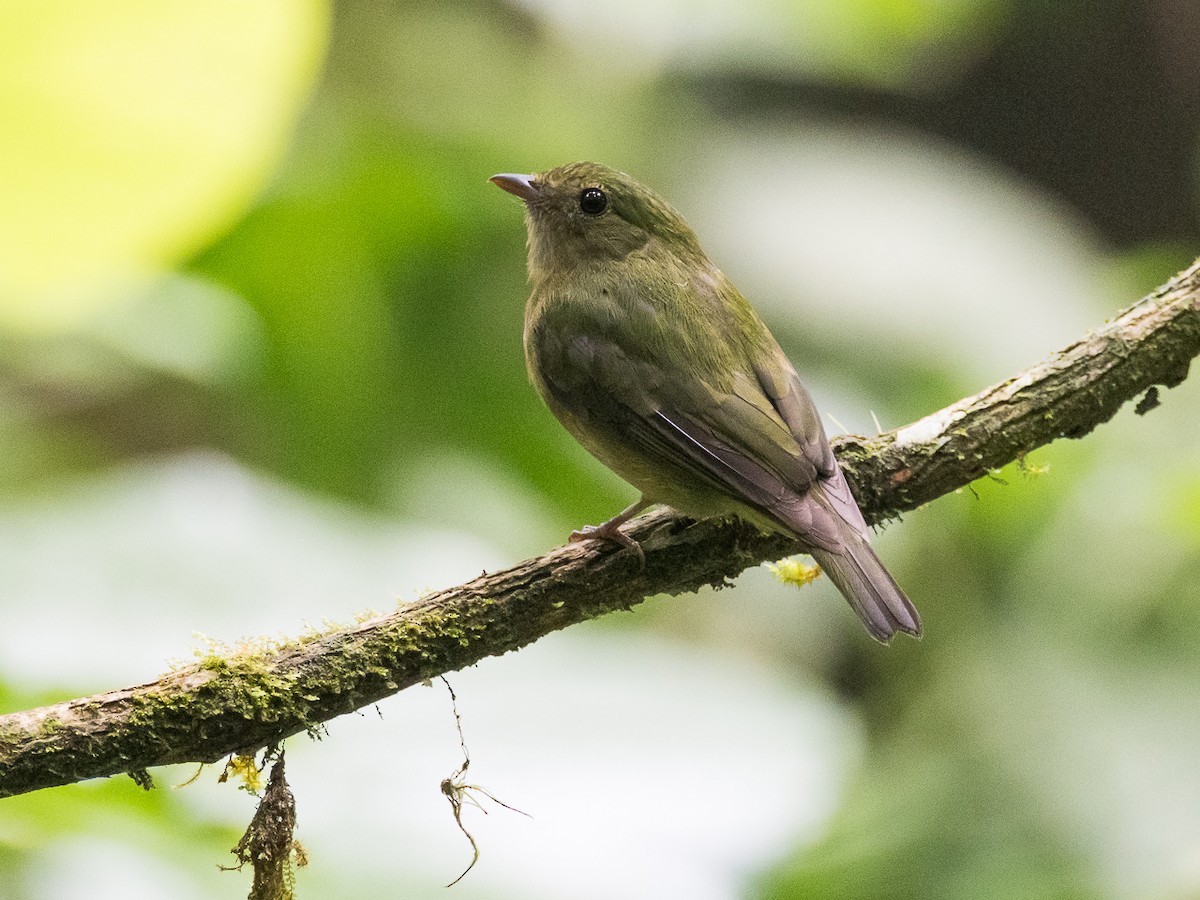 Green Manakin - ML615997384