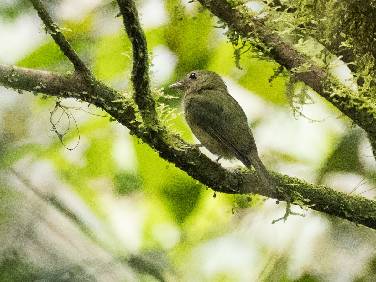 Green Manakin - Chris Fischer