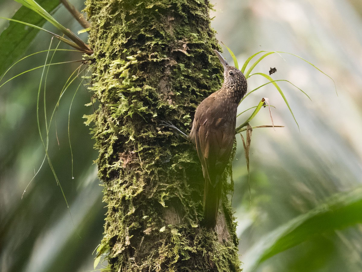 Ocellated Woodcreeper - Chris Fischer