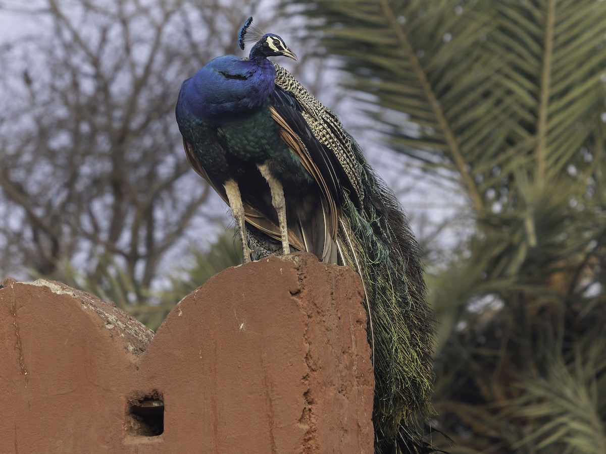 Indian Peafowl - Grant Price