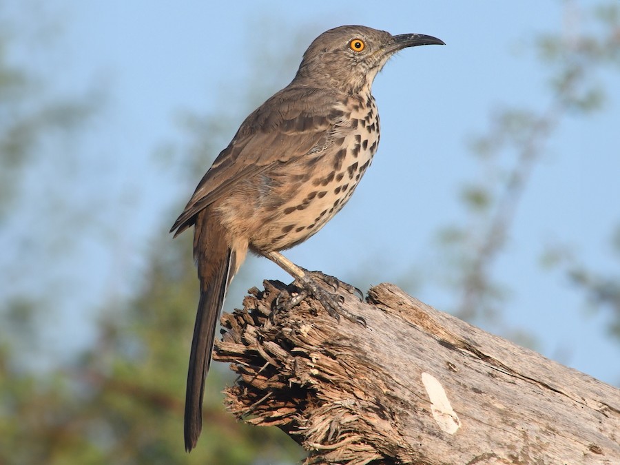 Gray Thrasher - eBird