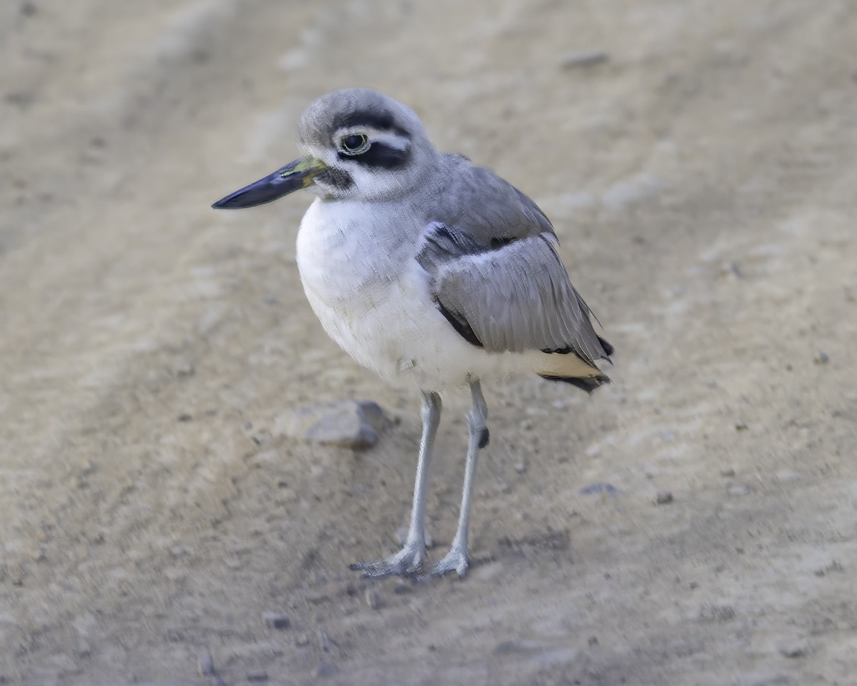 Great Thick-knee - ML615997459