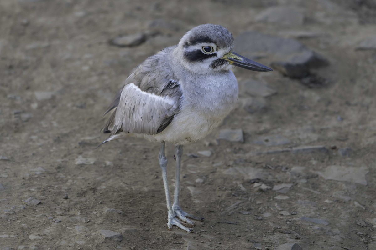 Great Thick-knee - ML615997461