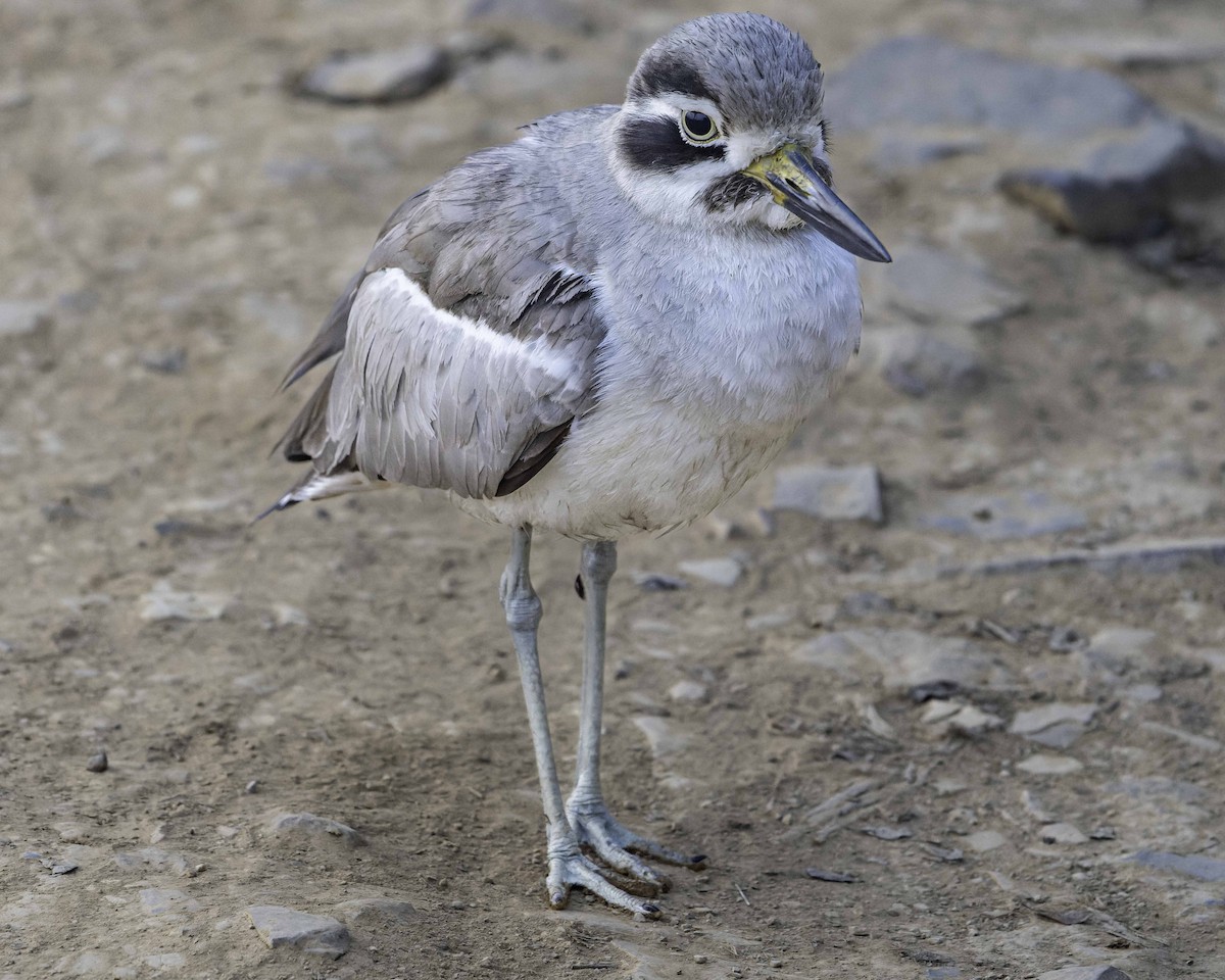 Great Thick-knee - ML615997463