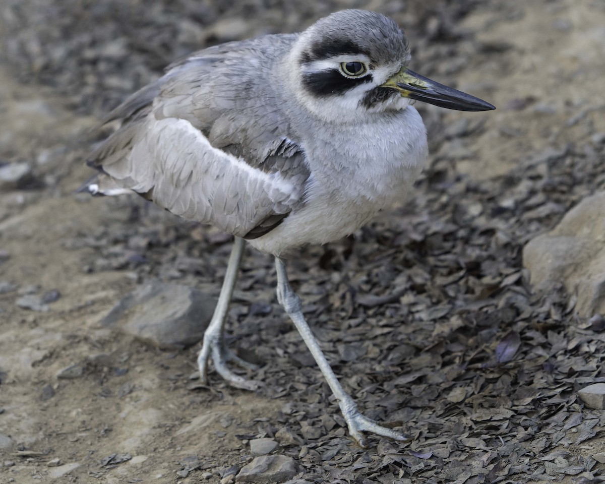 Great Thick-knee - ML615997466