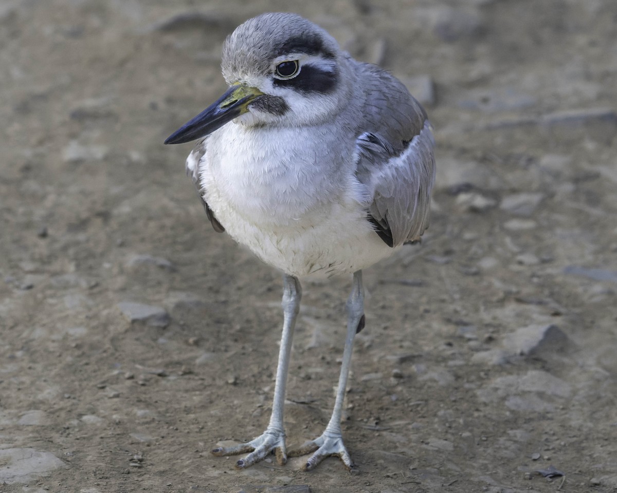 Great Thick-knee - ML615997468