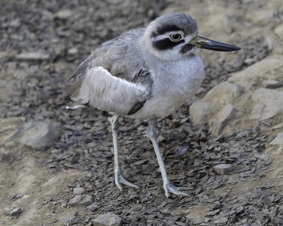 Great Thick-knee - ML615997469