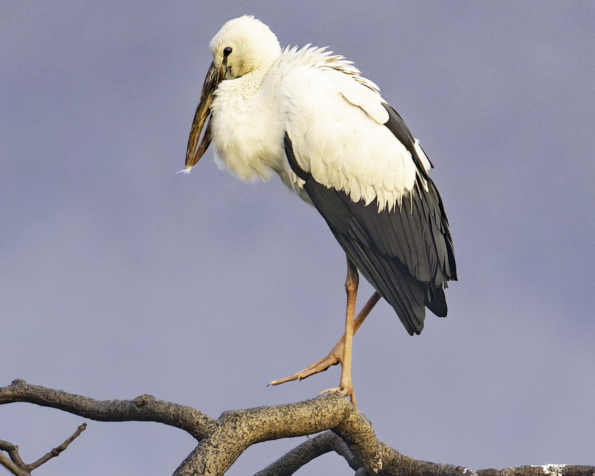 Asian Openbill - Grant Price