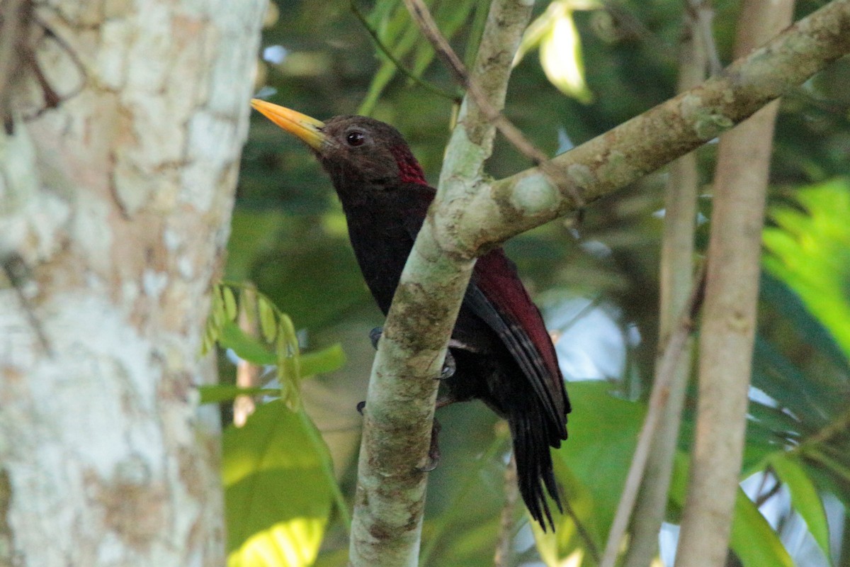 Maroon Woodpecker - ML61599751