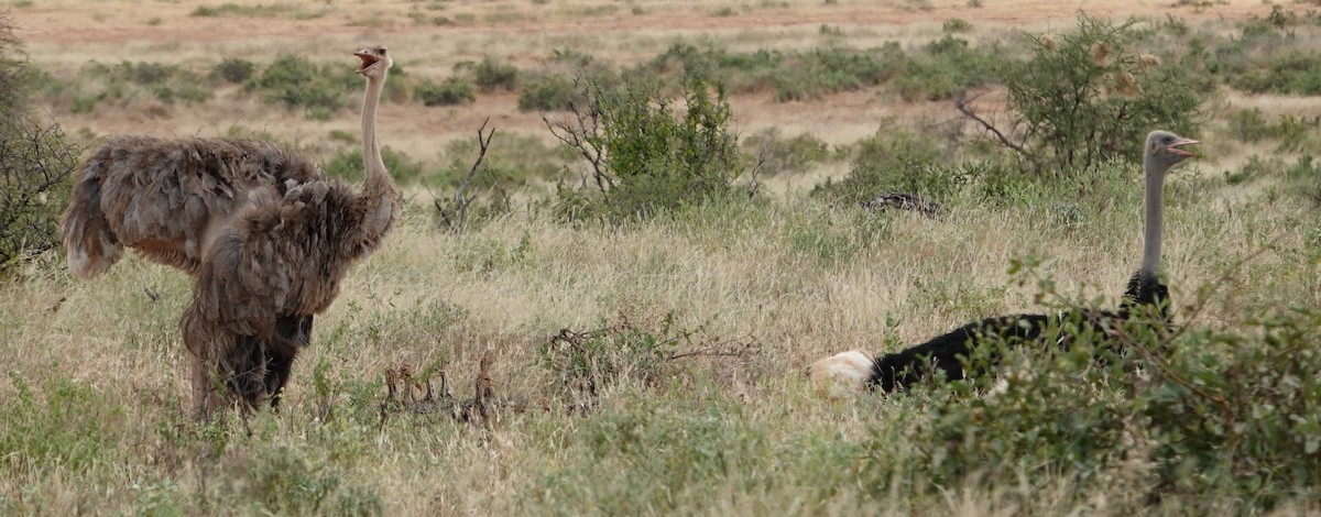 Common/Somali Ostrich - ML615997512