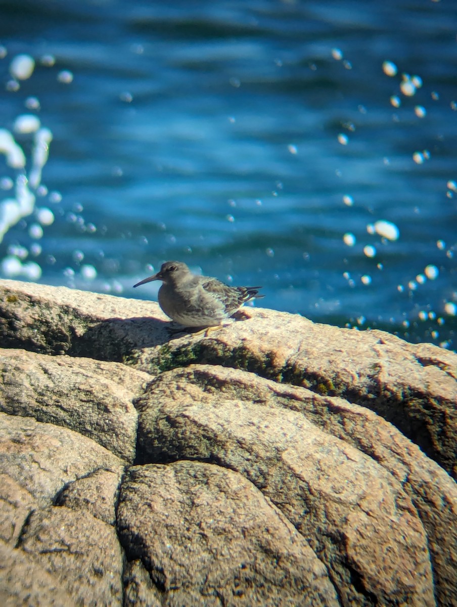 Purple Sandpiper - ML615997538