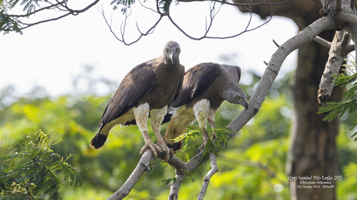 Gray-headed Fish-Eagle - ML615997544