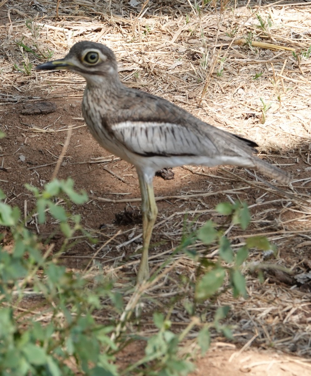 Water Thick-knee - ML615997545