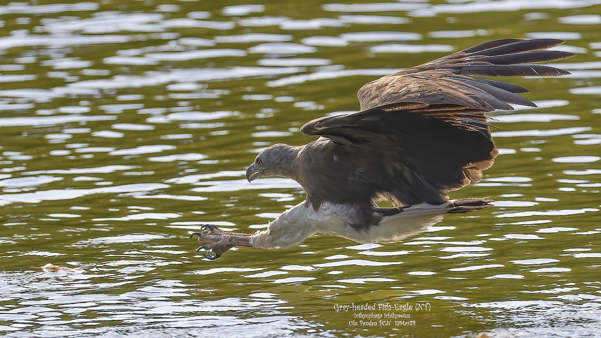 Gray-headed Fish-Eagle - ML615997563