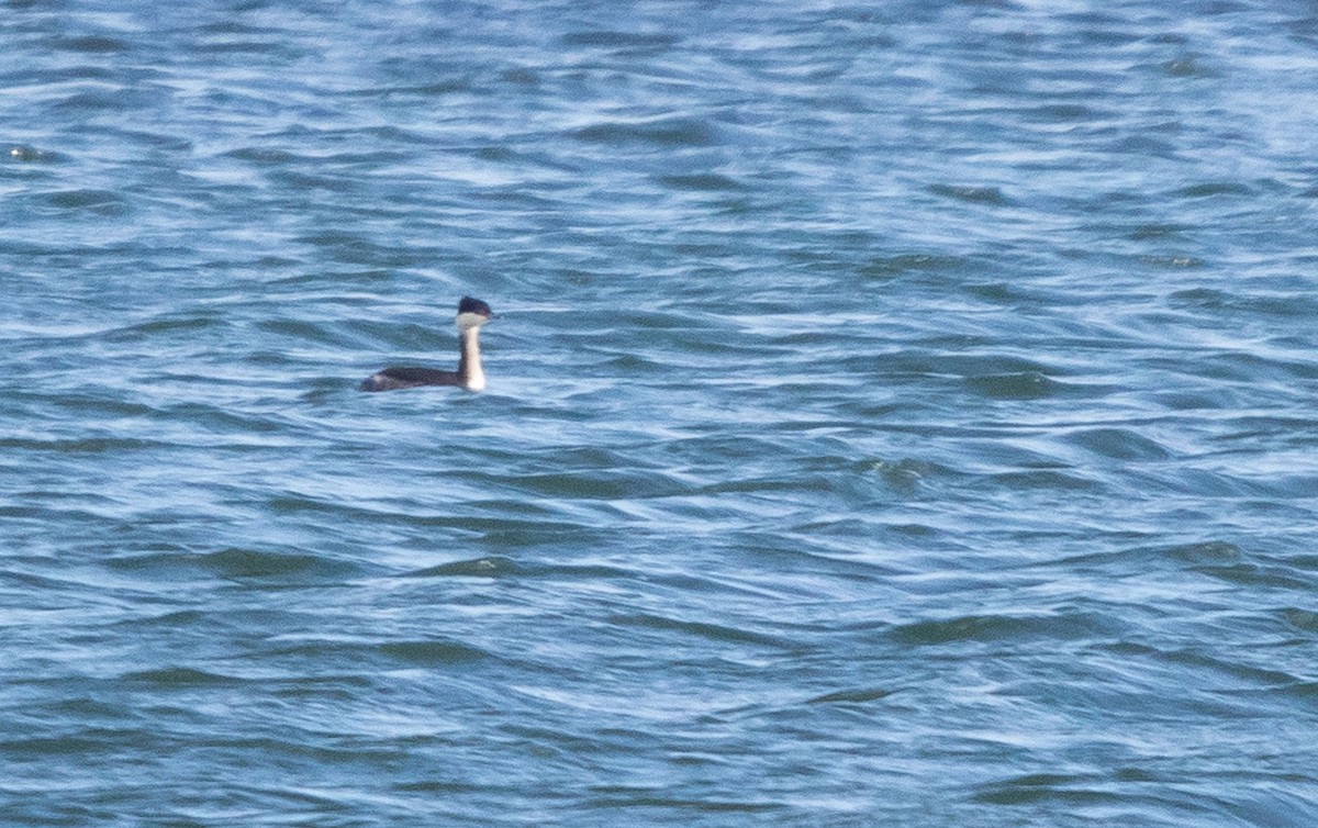 Horned Grebe - Bruno García