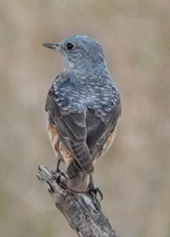 Rufous-tailed Rock-Thrush - ML615997572