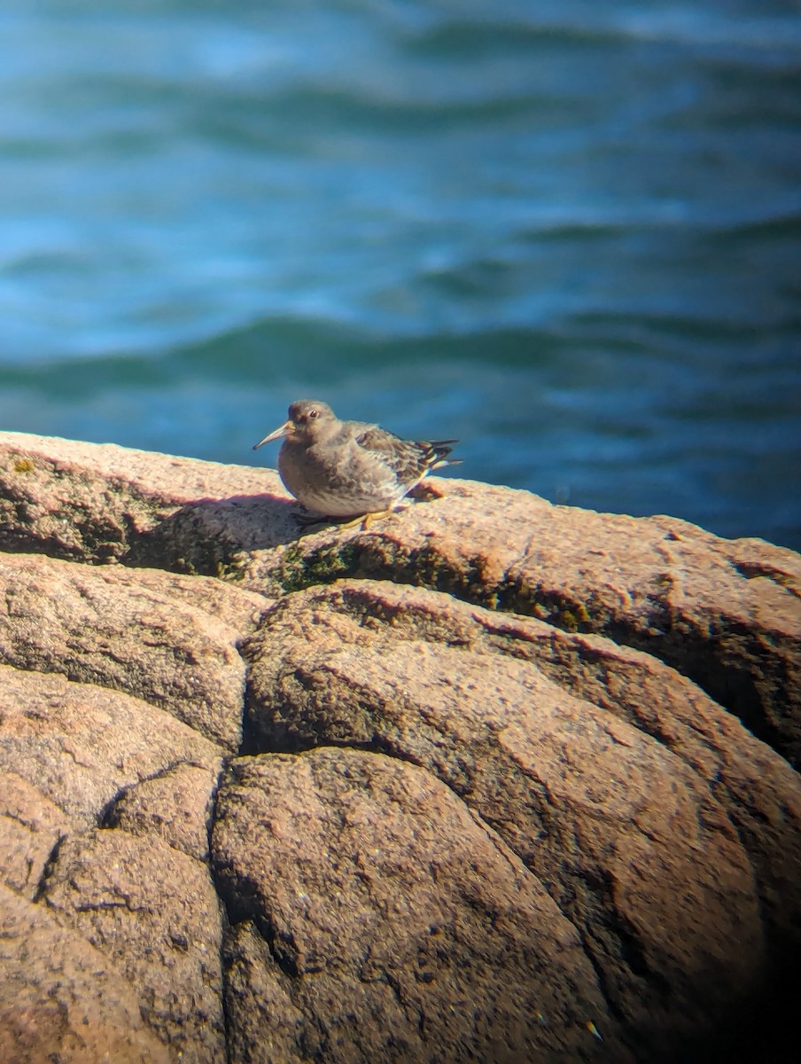 Purple Sandpiper - ML615997587