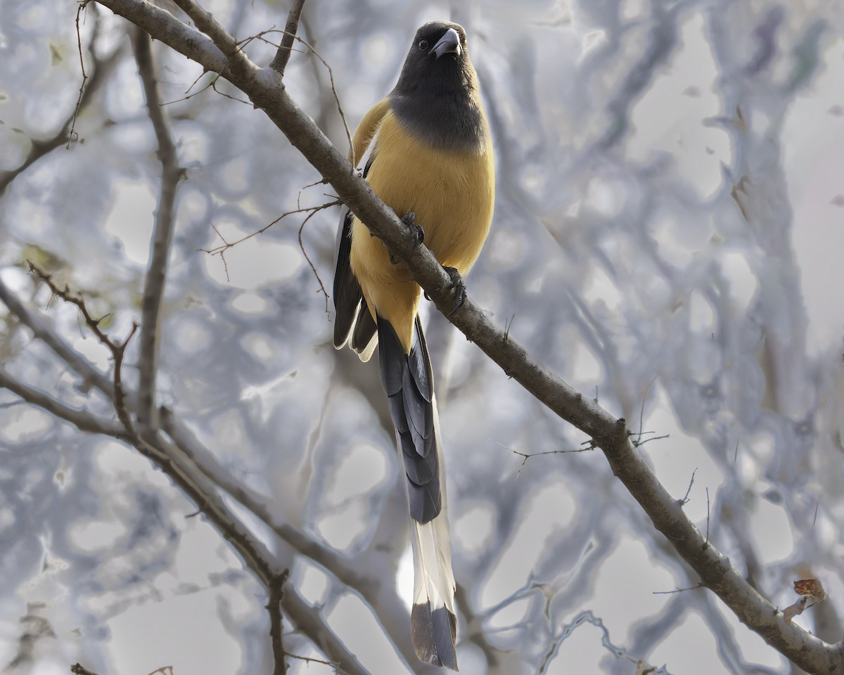 Rufous Treepie - ML615997590