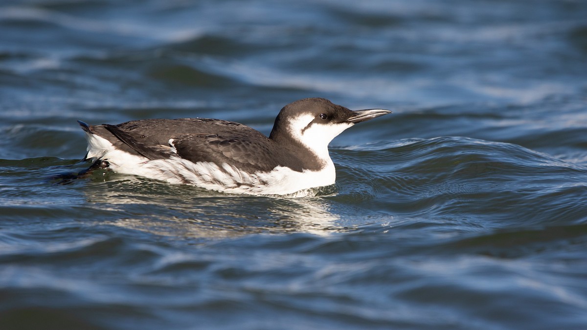 Common Murre - Bruno García