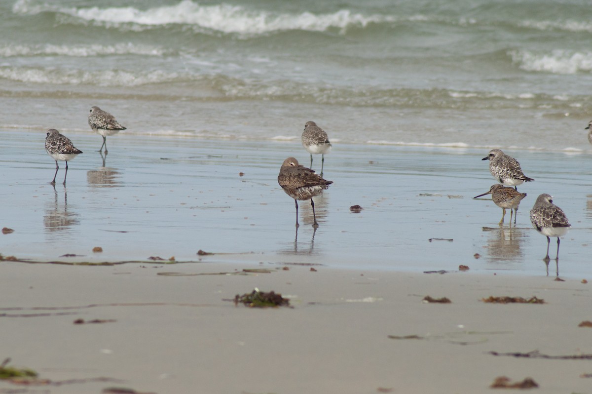 Hudsonian Godwit - ML615997642