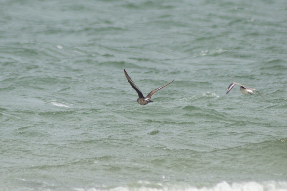 Hudsonian Godwit - ML615997643