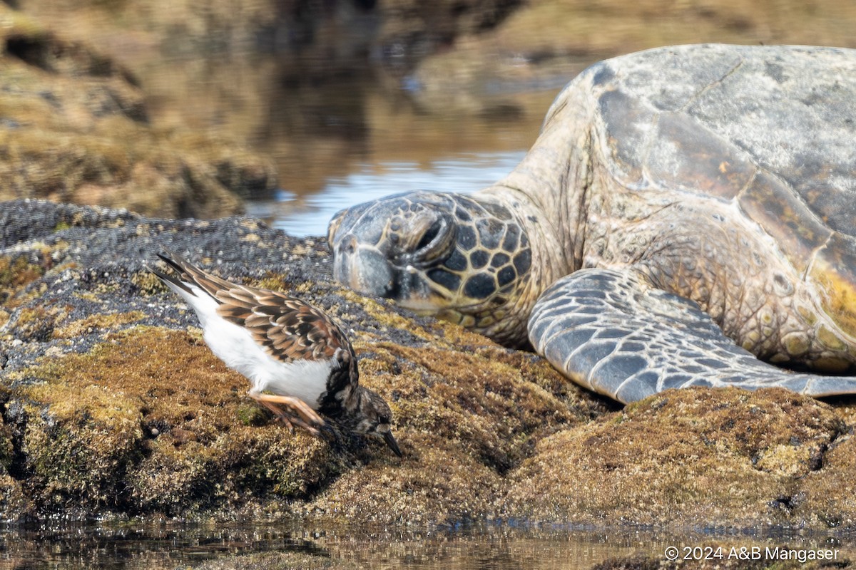 Ruddy Turnstone - ML615997656